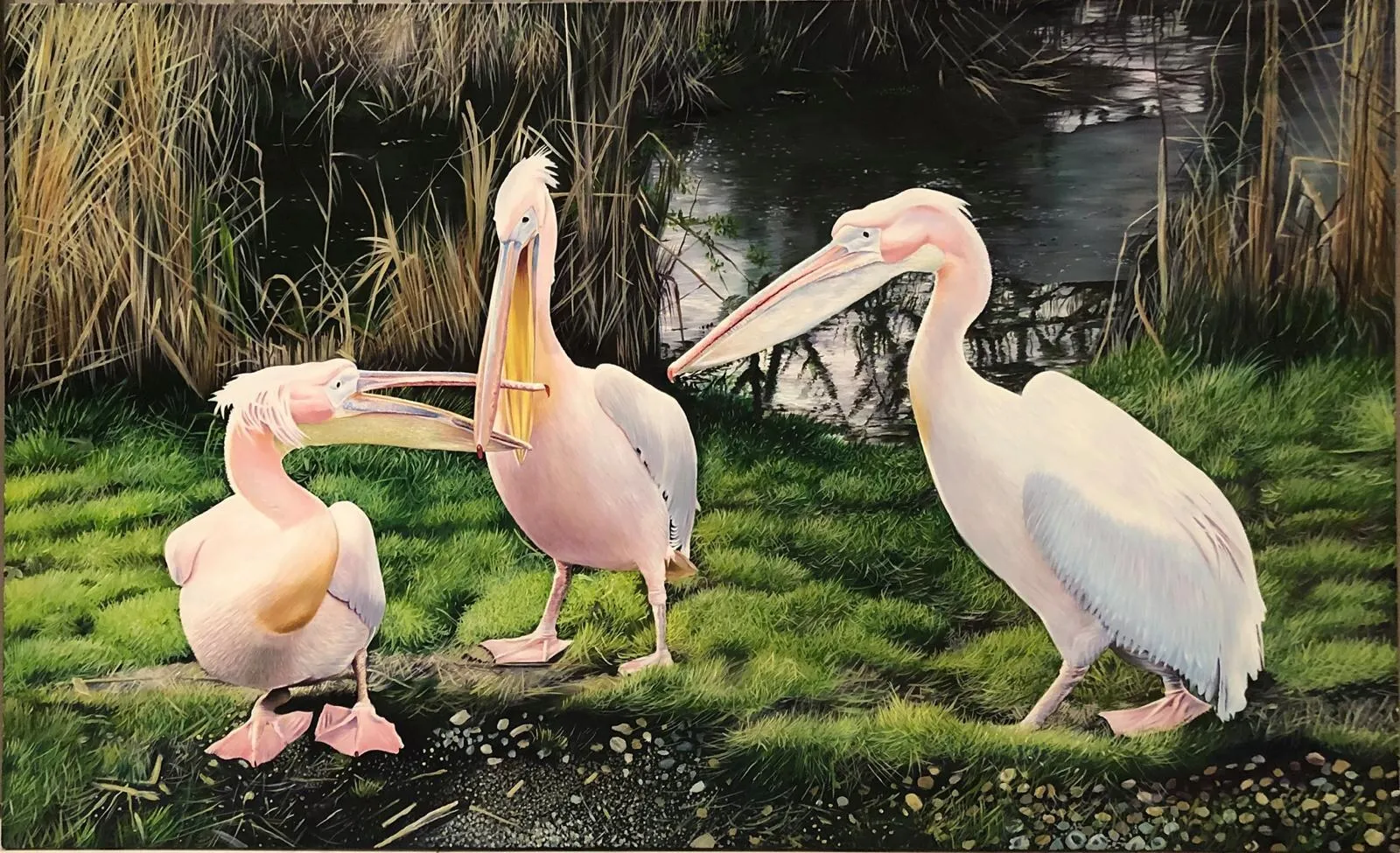 Pelicans in the Wetlands
